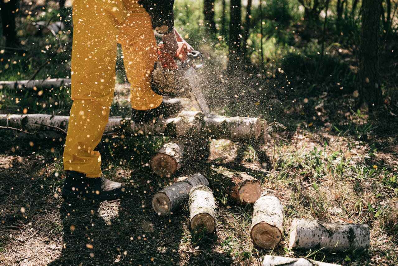 Large Tree Removal in Mcallen, TX